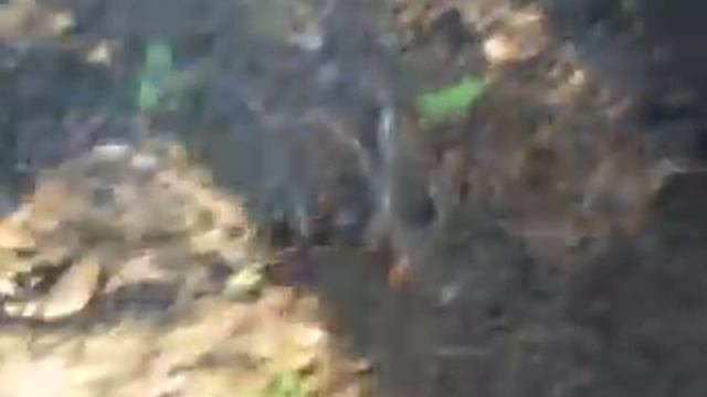 Уборка лука семейного Леоновского смотреть онлайн