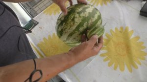 АРБУЗНЫЙ ОГУРЕЦ