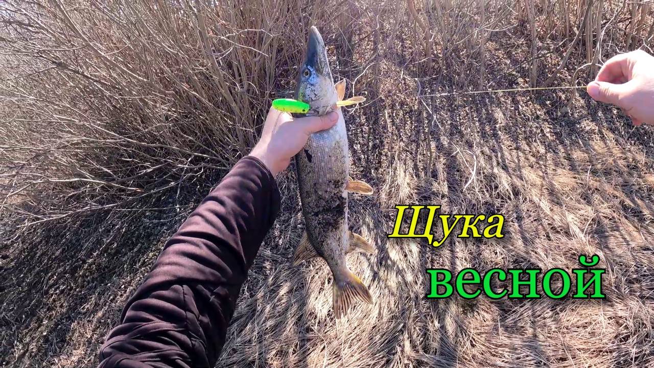 Весенняя рыбалка в солнечный апрельский день. Ловля щуки на новом водоеме. смотреть онлайн