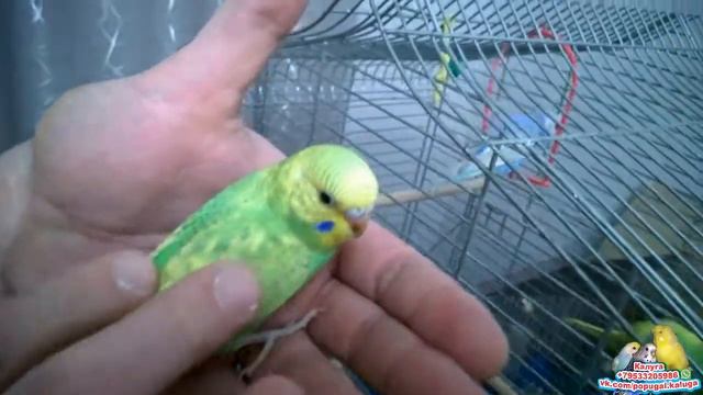 За два дня приручил птенцов волнистых попугаев. Калуга смотреть онлайн