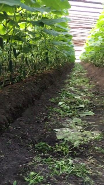 Огурцы 🥒 #сельскоехозяйство #дача #agronomia #кбр #дача #огурцы #россия #