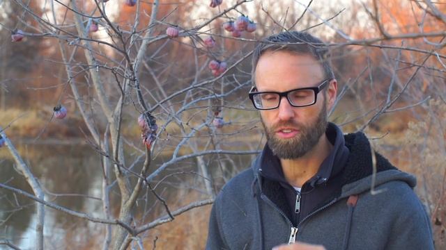 Survival Food: The Wild Edible American Persimmon- Foraging Diospyros virginiana смотреть онлайн