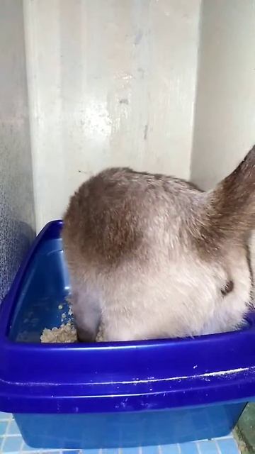 Писает стоя, настоящий мужик 😅 смотреть онлайн