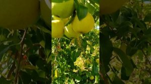 Груша Свердловчанка