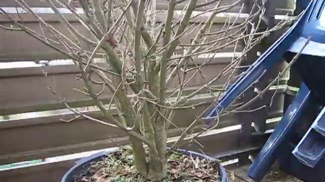 Acer campestre Nanum смотреть онлайн