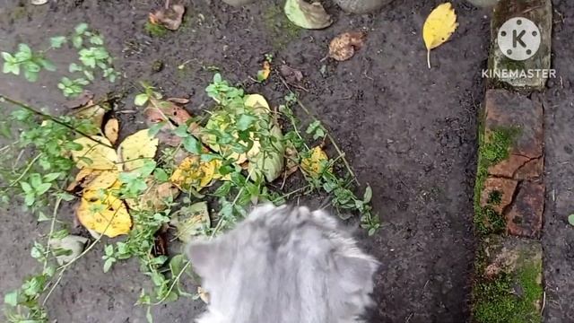 ГУЛЯЮ С КОТАМИ /УБОРКА ТЕРРИТОРИИ. смотреть онлайн