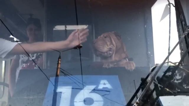 Китайский Шарпей. Собака - лучший водитель трамвая 2020 Shar Pei. Dog is the best tram driver смотреть онлайн