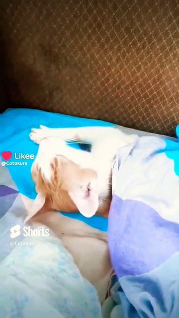 Я тут спим #funny #cat