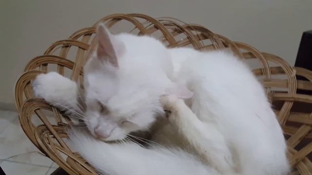 звуки кота и природы смотреть онлайн