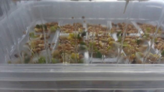 Микрозелень. Самодельная форма. Microgreen. Handmade mold. смотреть онлайн