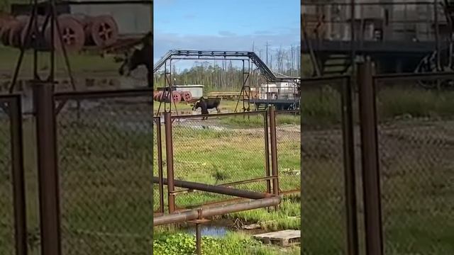 Медведь задрал лося смотреть онлайн