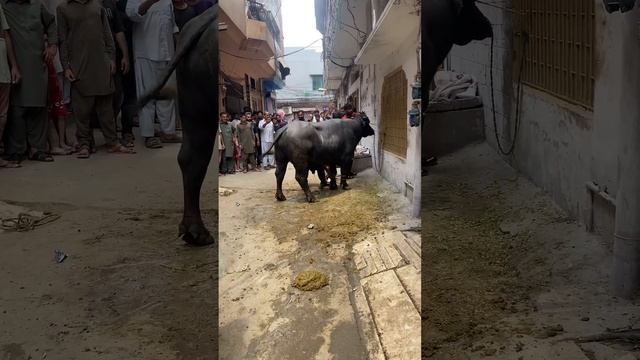 Dangerous Bull Qurbani 2023 Full Video || Part 2 Link in Description смотреть онлайн