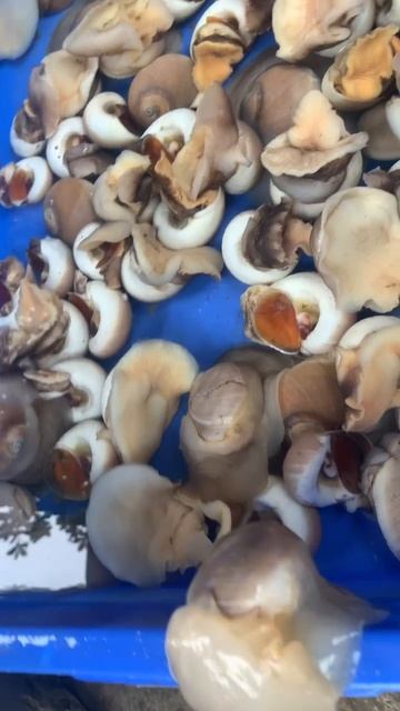 Vượt ngục phiên bản ốc mỡ #shorts смотреть онлайн