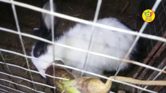 Rabbit Screaming Sound High Quality | Rabbit Sound смотреть онлайн