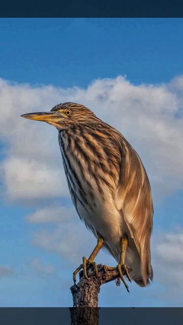 INDIAN POND HERON смотреть онлайн