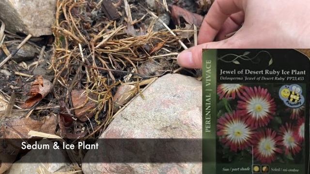 Spring Perennial Cleanup