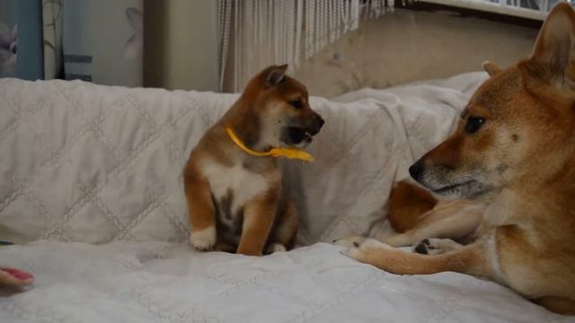 Дети Эммы и Шогуна. ГОМОНОДЗУКИ КИН (GO MONODZYKI KIN ) - Мона- 45 дней смотреть онлайн