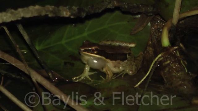 Dark-sided frog (H.nigrovittata), Thailand. 20150929_203149.m2ts смотреть онлайн