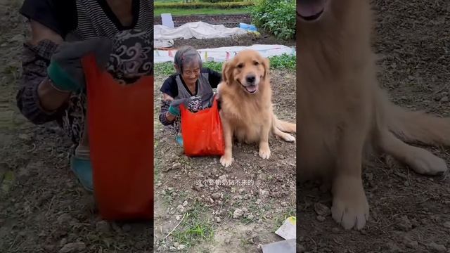 真心的陪伴 ❤️#聪明旺豆豆 смотреть онлайн