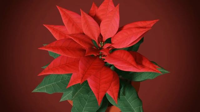 Endless Bloom poinsettia xmas flower - blender geometry nodes смотреть онлайн