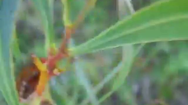 Fuzzy Caterpillar Close Up смотреть онлайн