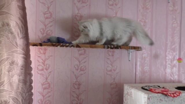 Кошка залезает на полку и уносит игрушку смотреть онлайн
