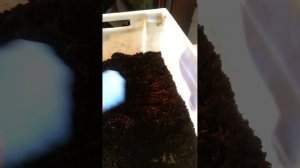 Разведение червей в домашних условиях - Инструкция 1