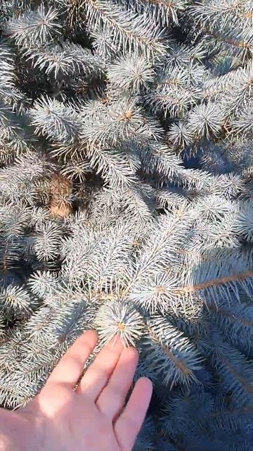 Крупномеры Воронеж #купитьрастения #крупномерыворонеж #растенияворонеж #растенияпочтой смотреть онлайн