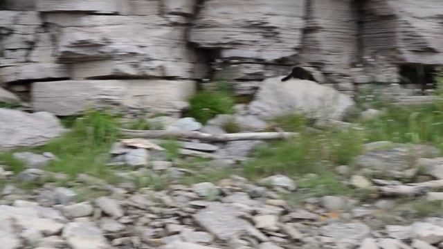 Выдра смотреть онлайн