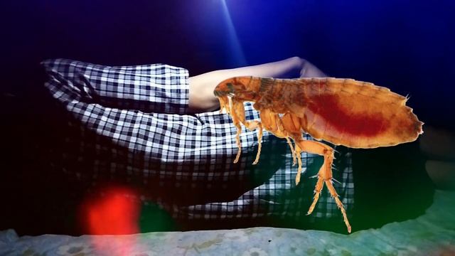 Туш табири - Тушда Бурга куриш смотреть онлайн