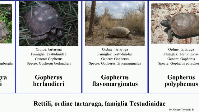 Rettili, Ordine Tartaruga, Famiglia Testudinidae Chelonoidis Testudo Gopherus Geochelone Homopus