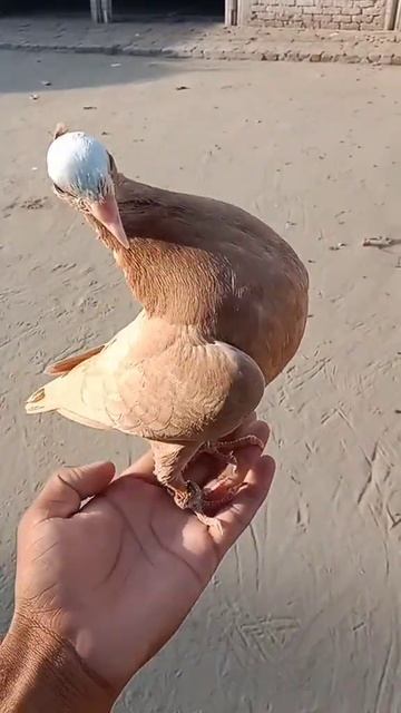 Yellow mukhi #shortvideo #birdslover #youtubeshort смотреть онлайн