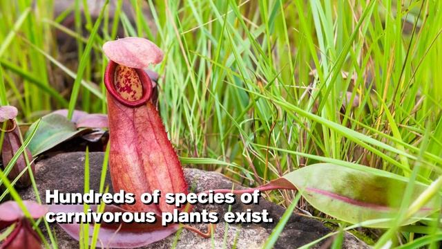 NYBG Facts: Carnivorous Plants смотреть онлайн