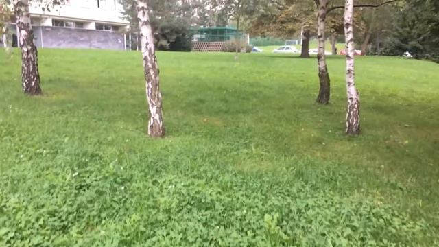 На что я снимаю видео и каштаном по ноге. Влог 40 | Olinka смотреть онлайн