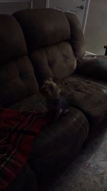 Miniature  Yorkie Howling Like A Wolf