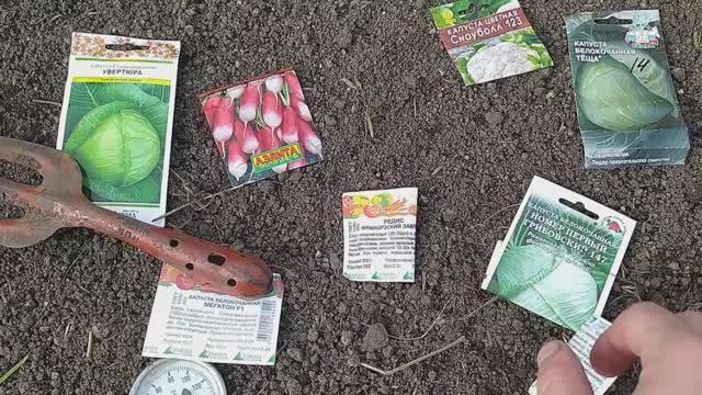 Посадил капусту в холодильник. Коты помогали. Наши сибирские подснежники