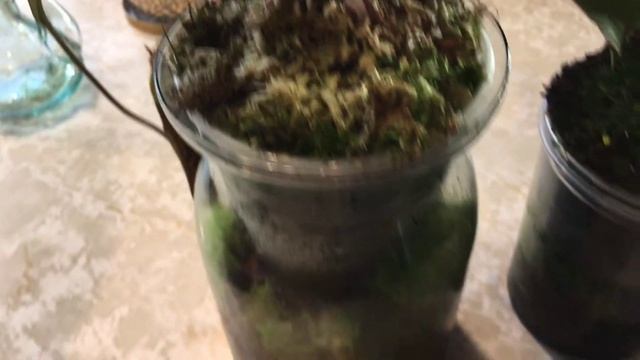 Nepenthes Truncata Giant The Red Blooded Beauty смотреть онлайн