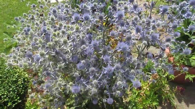 mačka plocholistá (eryngium planum) смотреть онлайн