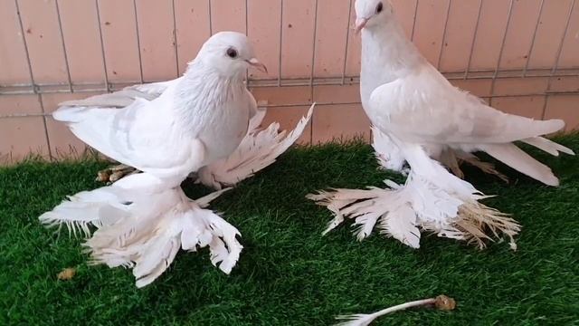 20 марта 2022 г.(4) смотреть онлайн