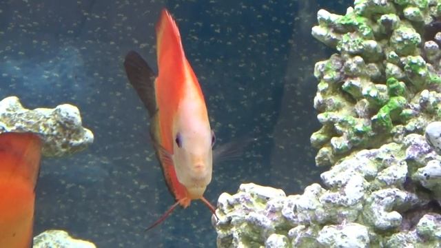 Дискус аквариум (discus tank) смотреть онлайн