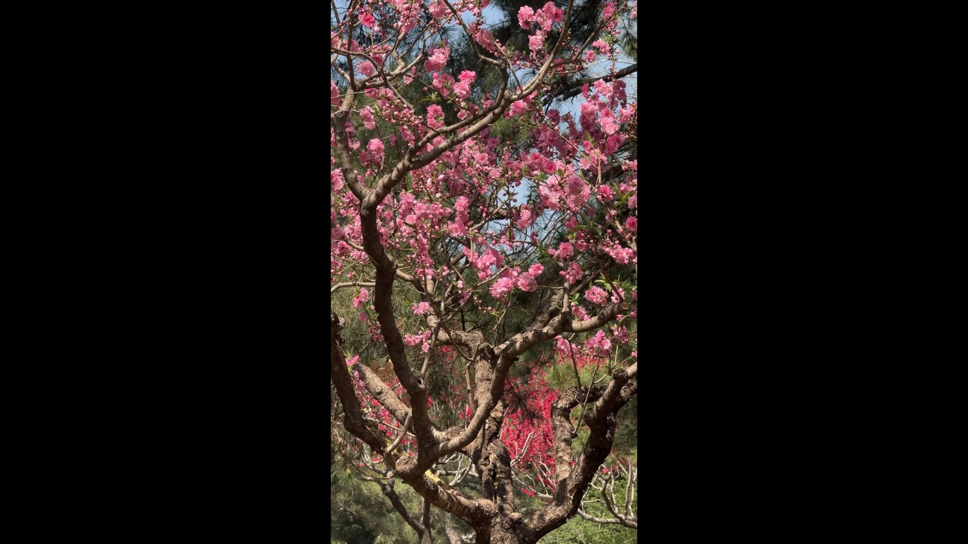 МИНУТА СПОКОЙСТВИЯ И РЕЛАКСА. ПРОСТО СМОТРИТЕ, СЛУШАЙТЕ И ДЫШИТЕ СПОКОЙНО. НЕБЕСНЫЙ ЗАМОК. КИТАЙ. смотреть онлайн