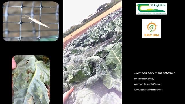 Detection Of Diamond Back Moth
