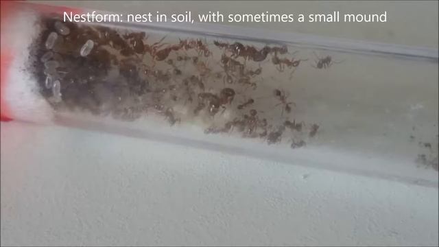 Pheidole cf indica care смотреть онлайн