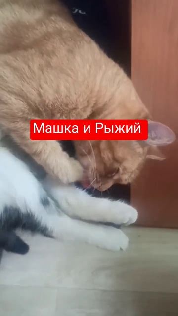 Рыжий готов для Машки на многое. #кошки #неразлучники #ульяновск #ульяновск73 #рыжик #машкаирыжий
