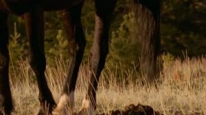 National Geographic: Великолепные лошади / The Noble Horse