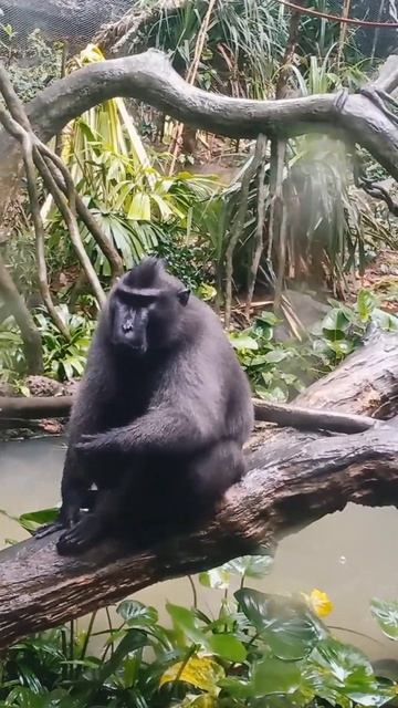 Singapore Zoo#Mandai#youtubechannel #shorts #monkey  Zoo Wildlife Animals @parthapavi0204