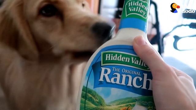 SMART Service Dog Makes HILARIOUS Mistake | The Dodo