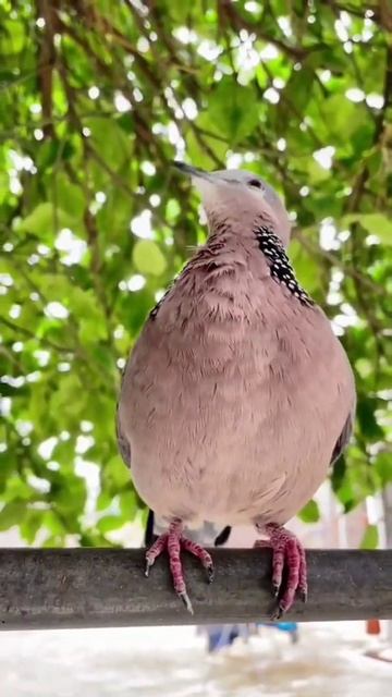 Birds Voice Beauty #shorts смотреть онлайн