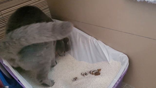 #shortsvideo #cat POOP INSIDE LITTER BOX, WELL TRAINED CAT, SMART CAT смотреть онлайн