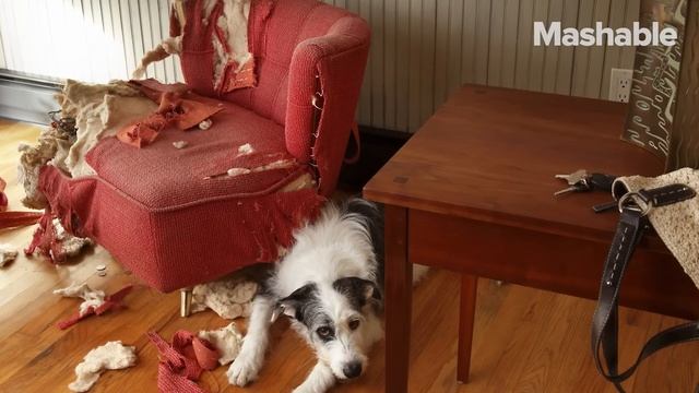 Cesar Millan's puppy tips смотреть онлайн